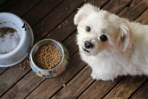 Best dog food brands for puppies