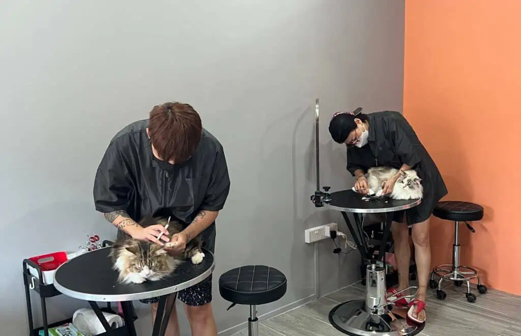 Studio Miau Singapore