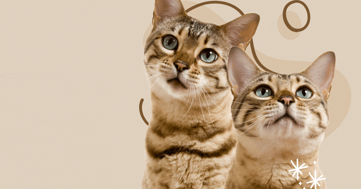 cat-and-the-fiddle-promotions-purr-fection-in-every-bite-with-exclusive-discounts