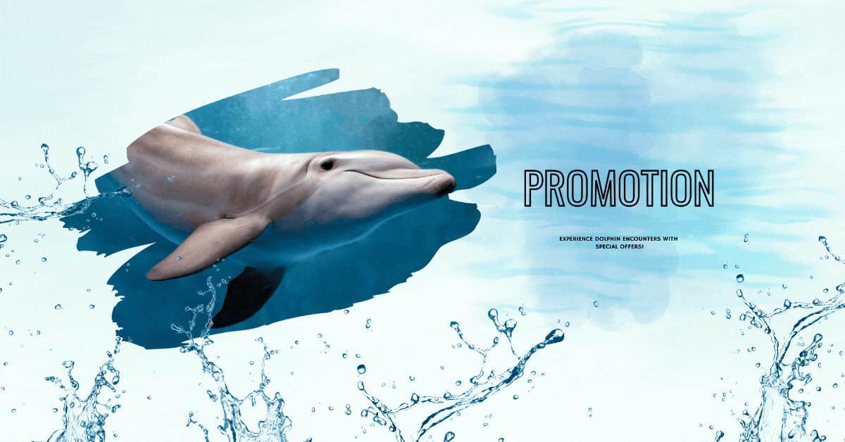 dolphin-island-promotions-experience-dolphin-encounters-with-special-offers