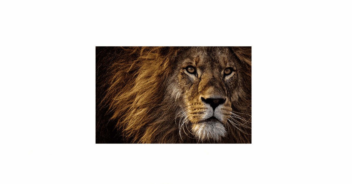 lion-king-promotions-experience-the-circle-of-life-at-special-prices