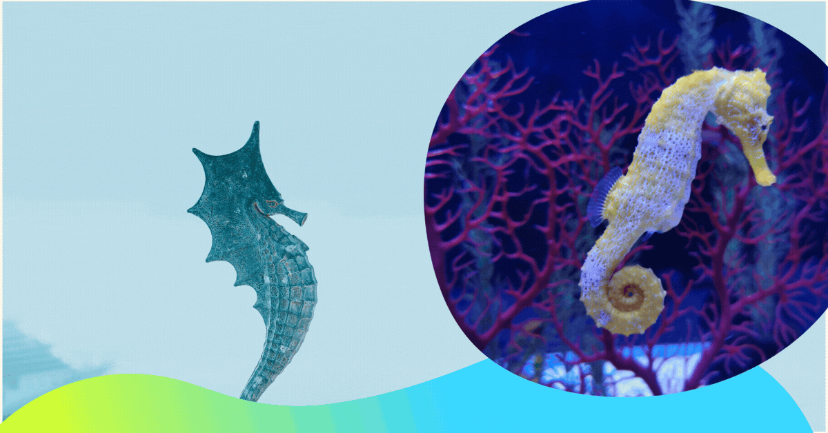 seahorse-promotions-bring-the-ocean-home-with-exclusive-discounts
