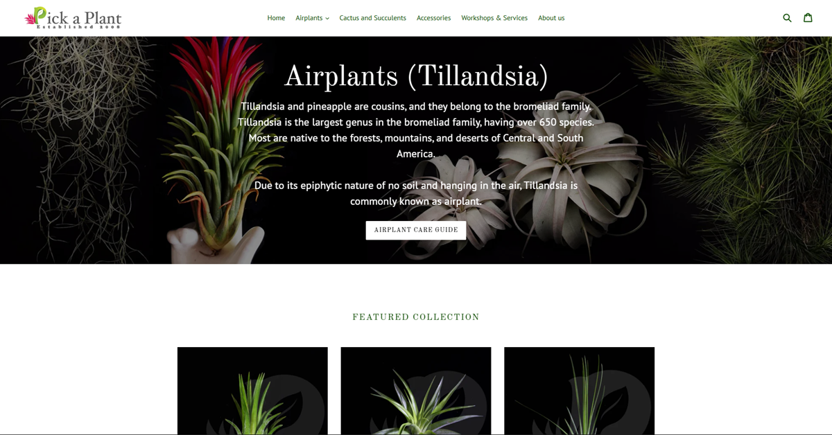 Pick A Plant - elevate abode finest indoor plants in Singapore