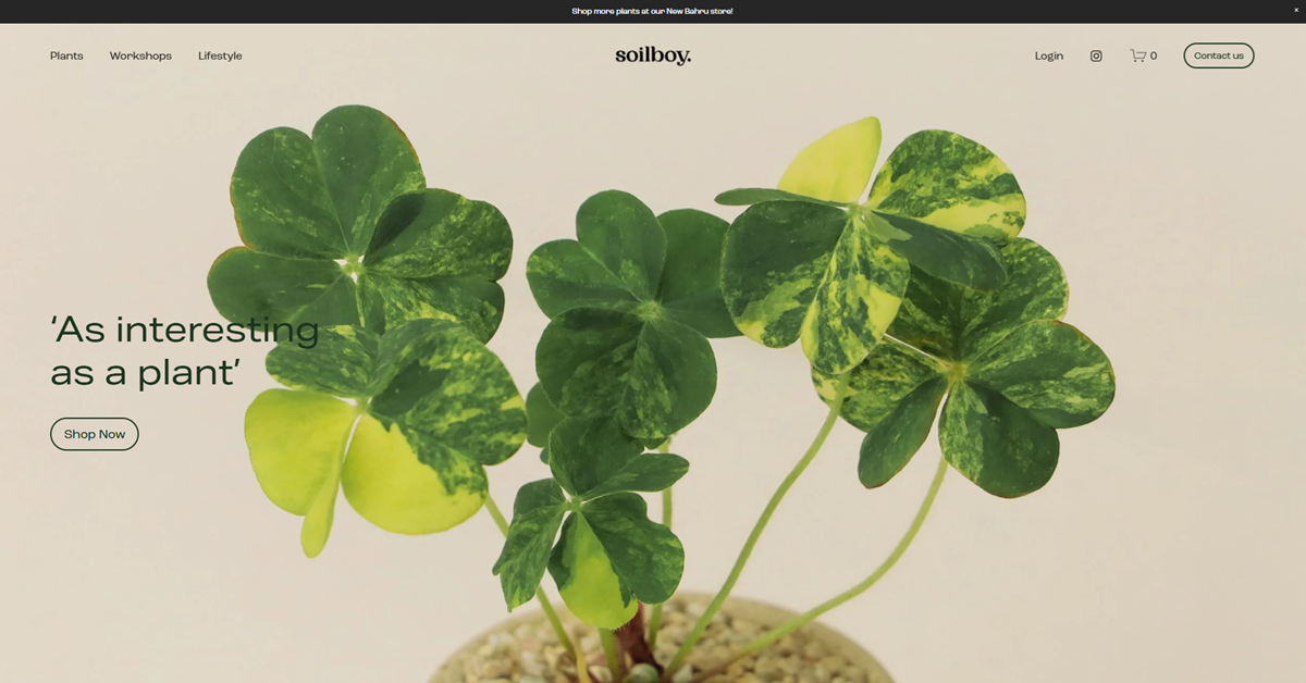 Soilboy - elevate abode finest indoor plants in Singapore