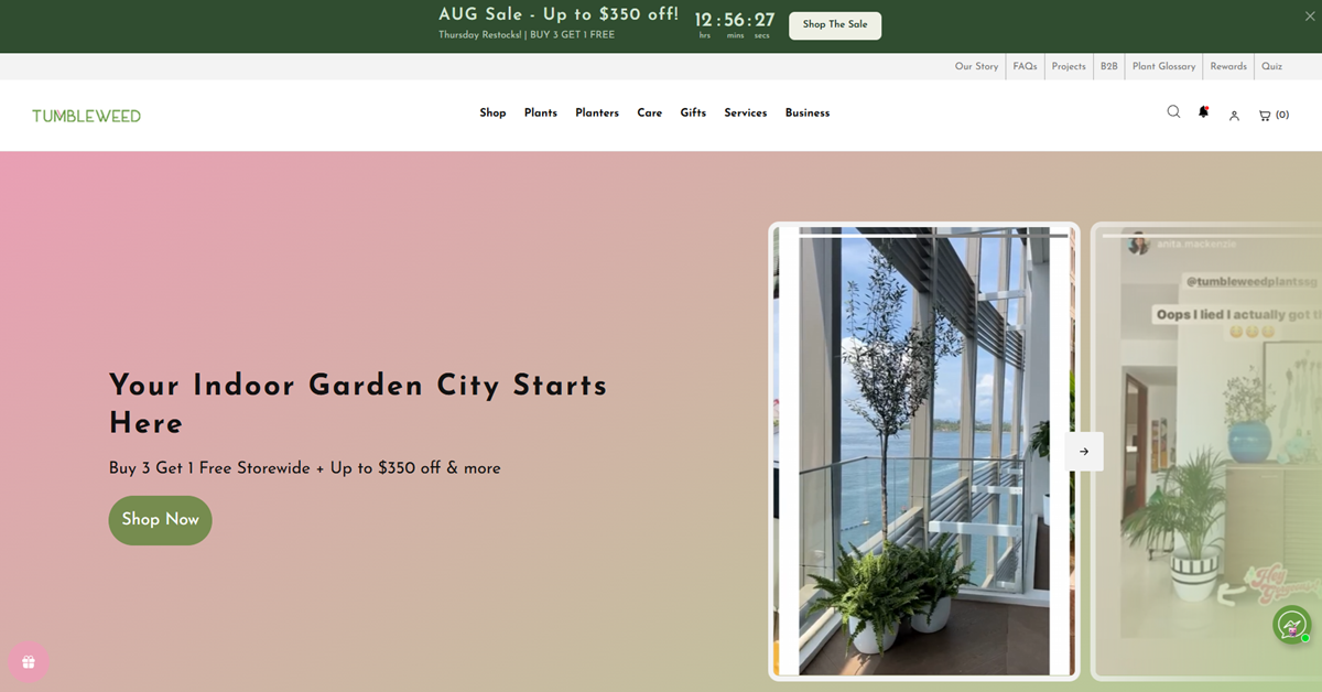 Tumbleweed Plants - elevate abode finest indoor plants in Singapore
